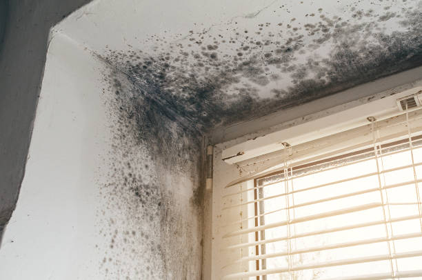 Affordable Mold Remediation solutions in Middlesex, NC